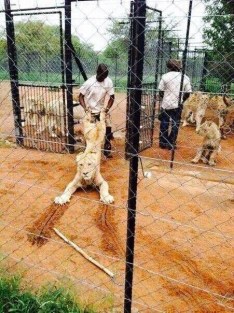 1 LB9r6Vd0Ew_RujkmGKoeaw