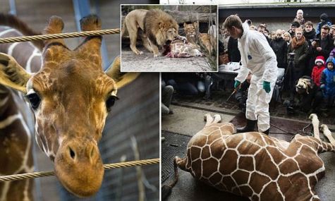 article-2555079-1B56FCE100000578-608_636x382