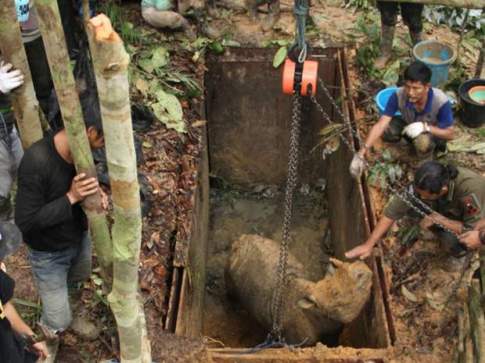 SUMATRAN RHINO 1