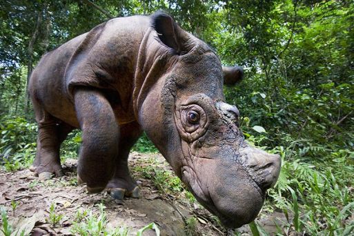 sumatran-rhino-MAIN
