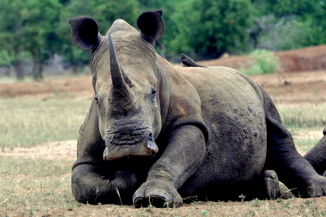 SWAZ-Hlane-Park-White-Rhino-looking-straight-on-lying-down-A-645x