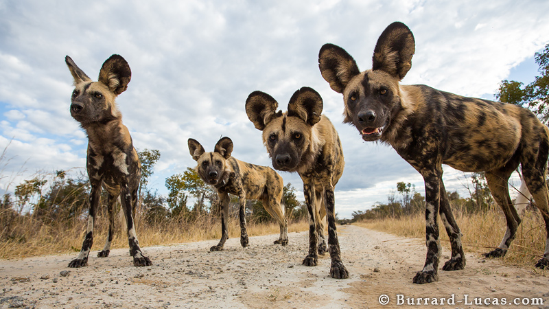 african_wild_dogs