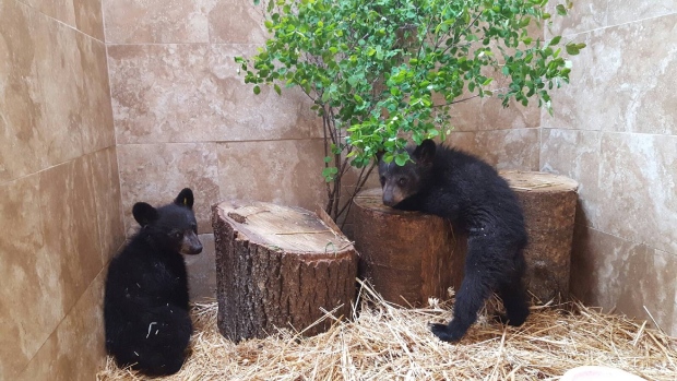 bear-cubs