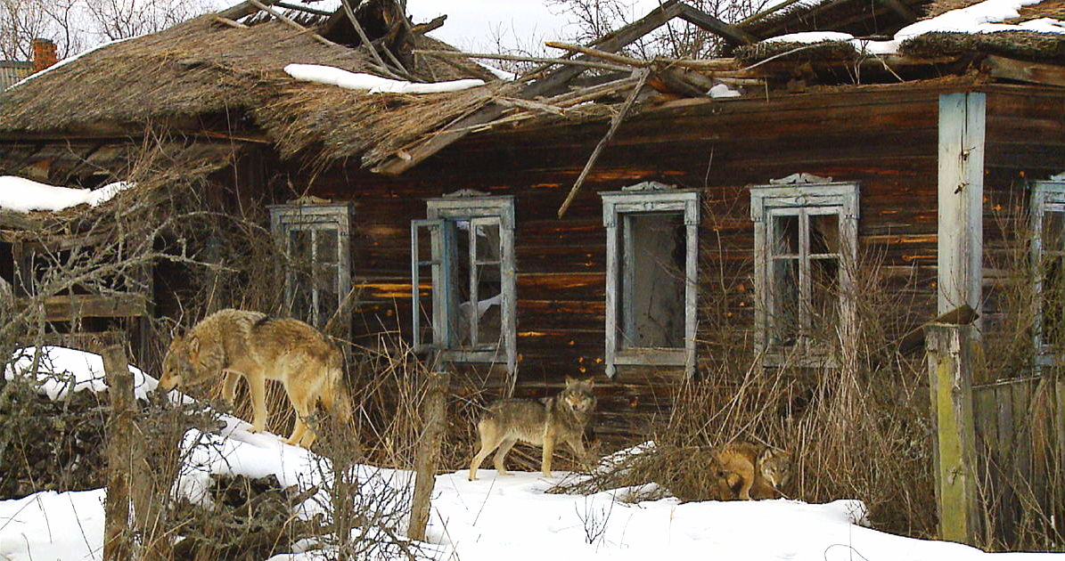 CHERNOBYL 6941f354-85f5-47fc-81b8-7d6bfbfe38fc.format_jpeg.inline_yes