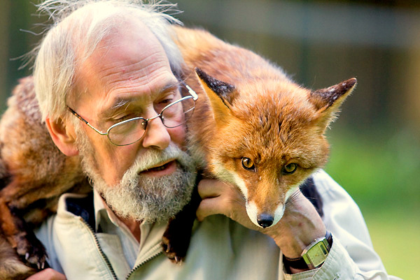 Mike Towler with rescued red fox in garden. Kent, UK, May 2009.
