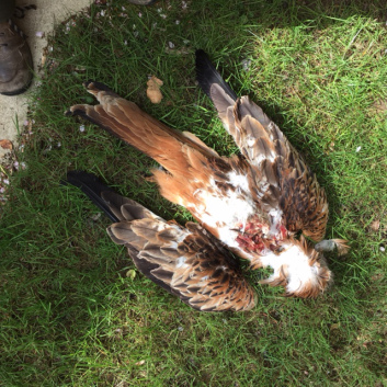 red-kite-shot-eccup-april-2016-doug-simpson
