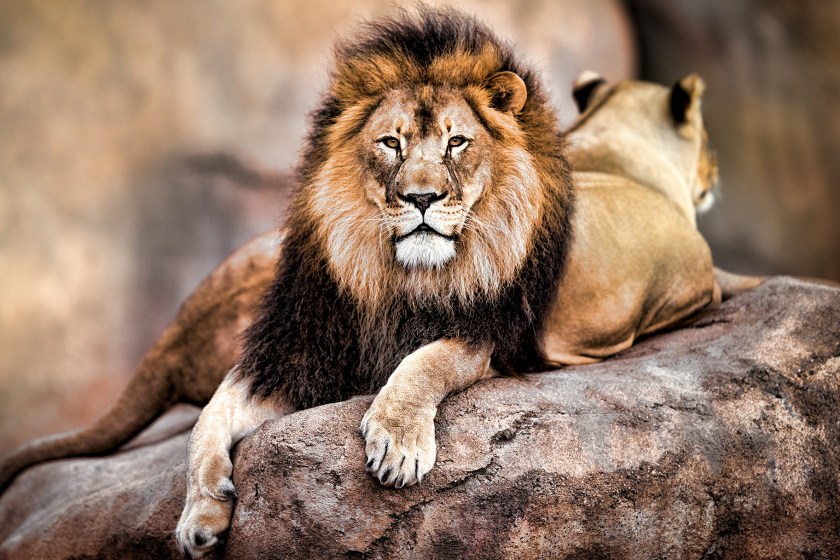 dish-072915-cecil-the-lion_1