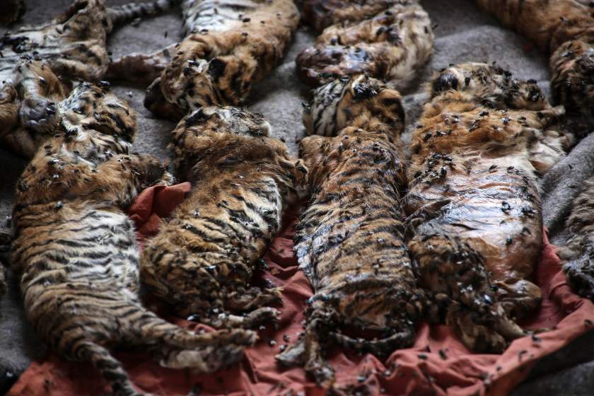 - - TIGER TEMPLE 1.jpg