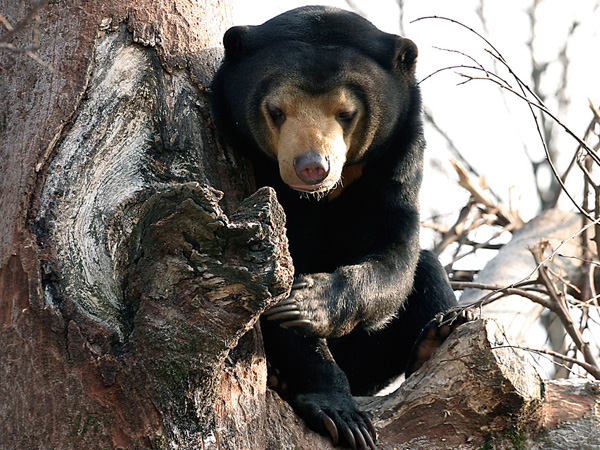 malayan-sun-bear_img01-l