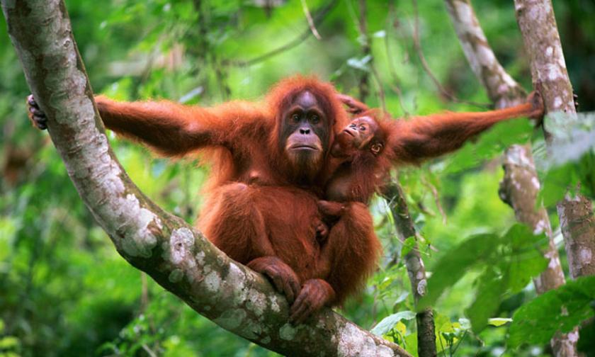 orangutan_with_baby