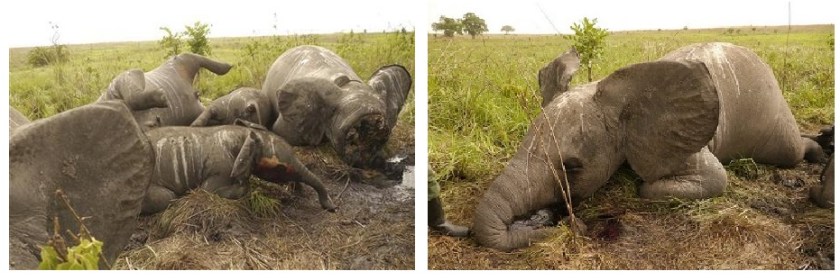 Faced with brutal elephant poachers, Cameroon calls in the army