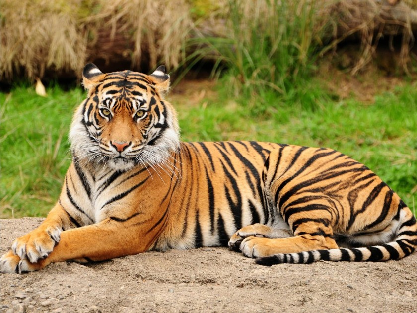 Tiger_Sumatran_Wild_Animal