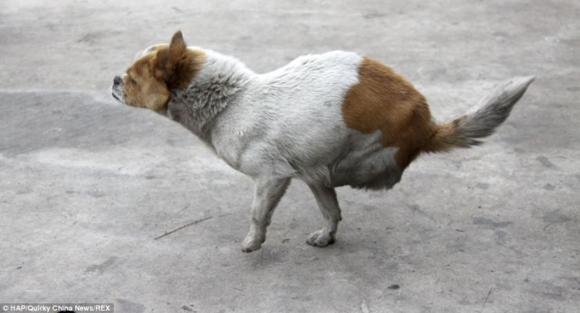 article-0-1BC8EC4C00000578-406_964x522