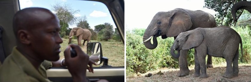 3939-elephantsamburu