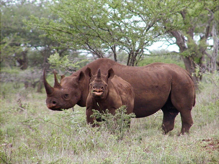 black-rhino-diceros-bicornis-by-karl-stromayer-usfws