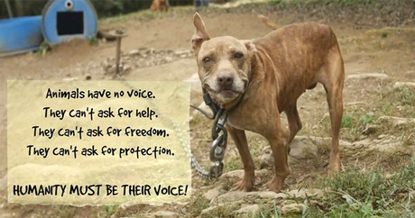 file_21126_column_kentucky-dog-fighting-bill