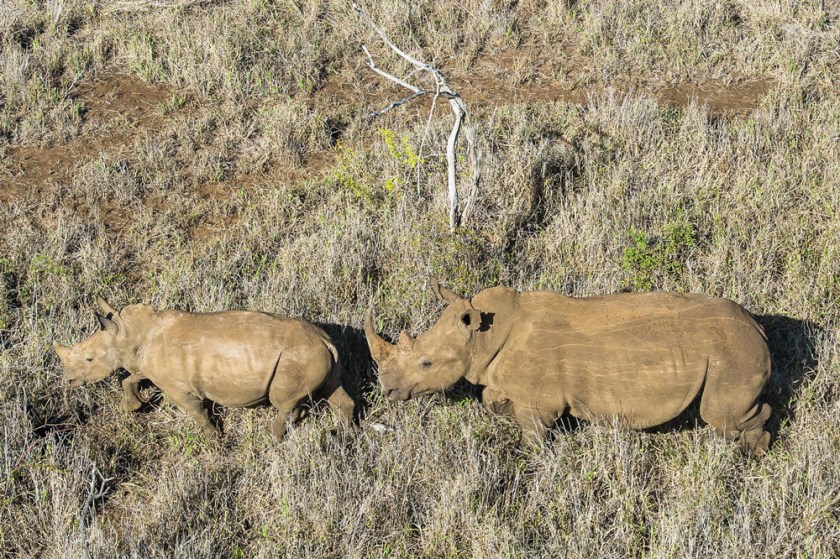 1-a-white-rhino-mother-and-calf-run-through-an-open-area-before-being-darted-from-the-air-to-begin-the-dehorning-proces