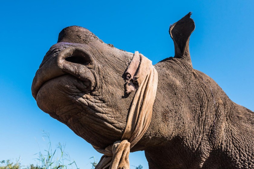 11-a-dehorned-white-rhino-with-a-protective-cloth-covering-its-eyes-just-prior-to-being-awoken-from-sedation