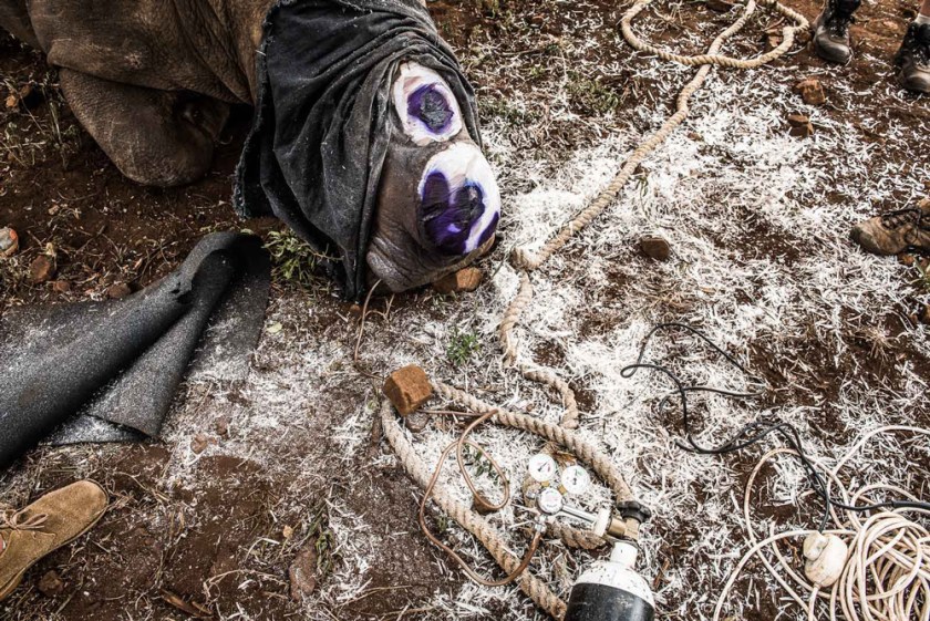 12-he-chaos-of-the-dehorning-scene-with-an-oxygen-cylinder-close-at-hand-to-assist-with-the-easy-breathing-of-the-sedated-rhin