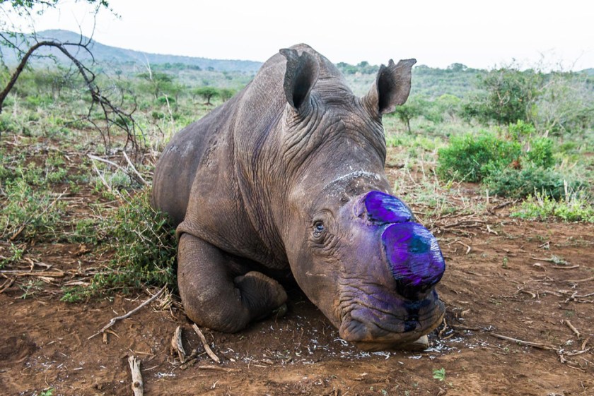 13-a-white-rhino-bull-begins-to-awake-after-sedation-the-area-where-his-horns-were-removed-has-been-carefully-sprayed-with-a-purple-coloured-antiseptic-this-colour-will-disappear-in-a-few-days