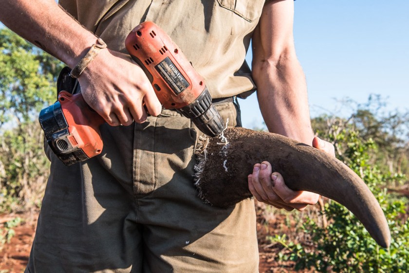 15-each-removed-horn-is-properly-measured-weighed-and-logged-and-dna-samples-are-collected-for-future-ease-of-tracking