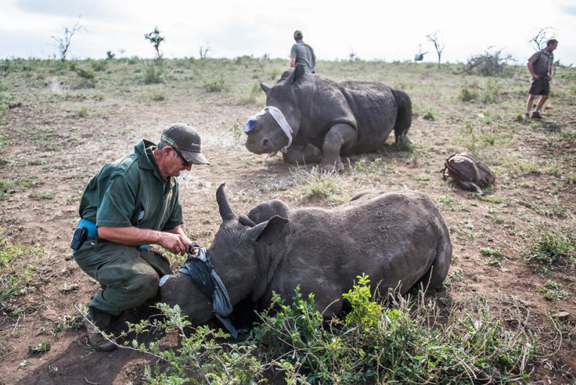 17-dr-mike-toft-makes-a-final-check-on-a-white-rhino-mother-and-calf-before-administering-the-antidote-that-will-awaken-the-two-animals-from-sedation