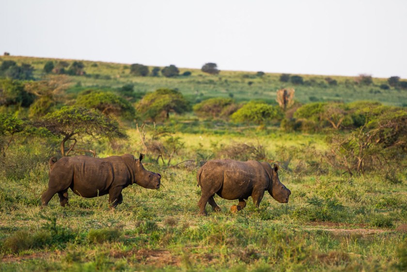 18-two-white-rhinos-that-have-recently-had-their-horns-removed-wander-off-into-the-surrounding-bushveld