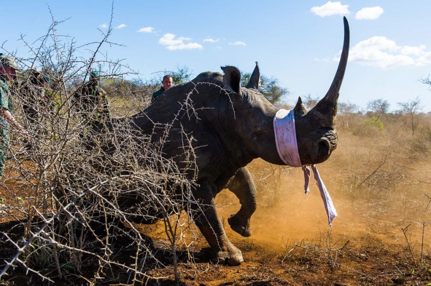 3-a-large-white-rhino-cow-which-has-had-her-eyes-covered-for-protection-begins-to-settle-as-the-sedating-drugs-take-effect-peter-chadwick