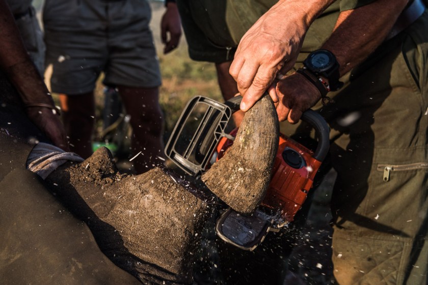 4-a-front-horn-is-carefully-removed-with-the-aid-of-a-chainsaw