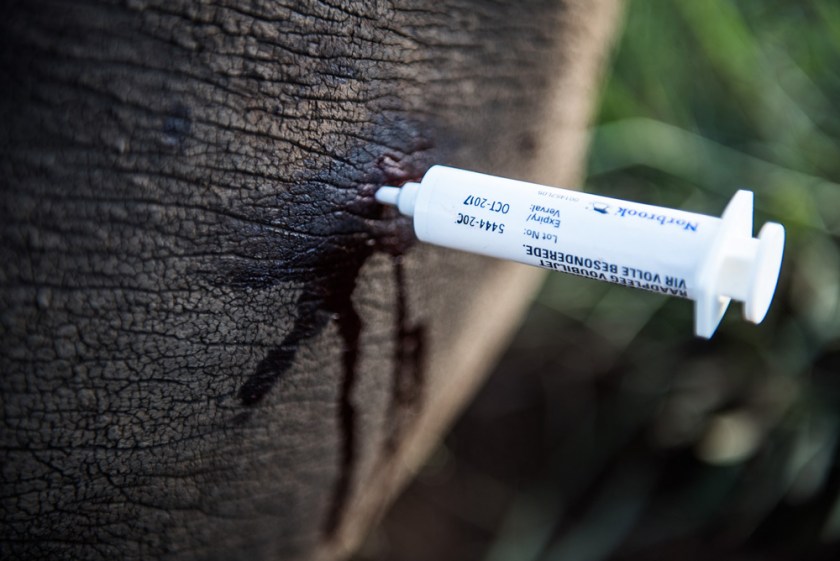 6-each-darted-rhino-is-given-a-long-lasting-antibiotic-in-the-spot-where-the-dart-penetrate