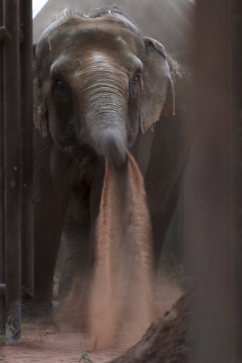 brazil%20elephant%20sanctuary%202