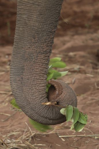 brazil%20elephant%20sanctuary%207