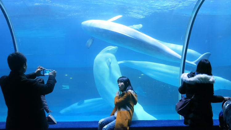hc-wapo-china-ocean-parks-20160209-001