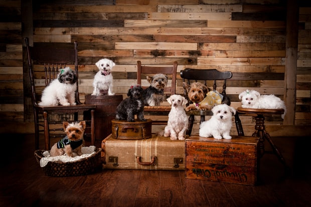 dogs-0536_base-2-e369e0f2-3f74-467f-ab2c-78e6be2bff73