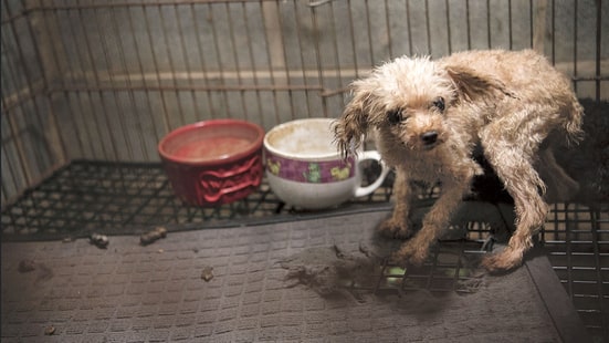 puppy-mills-1bdec8df-ccbe-4191-81c0-83d3013d7209