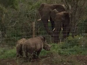 rhino-attack-thulathula-3-300x225