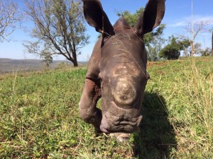 rhino-attack-thulathula-4-300x225