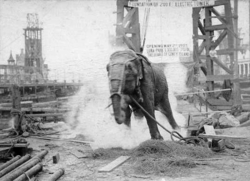 topsy_elephant_death_electrocution_at_luna_park_1903