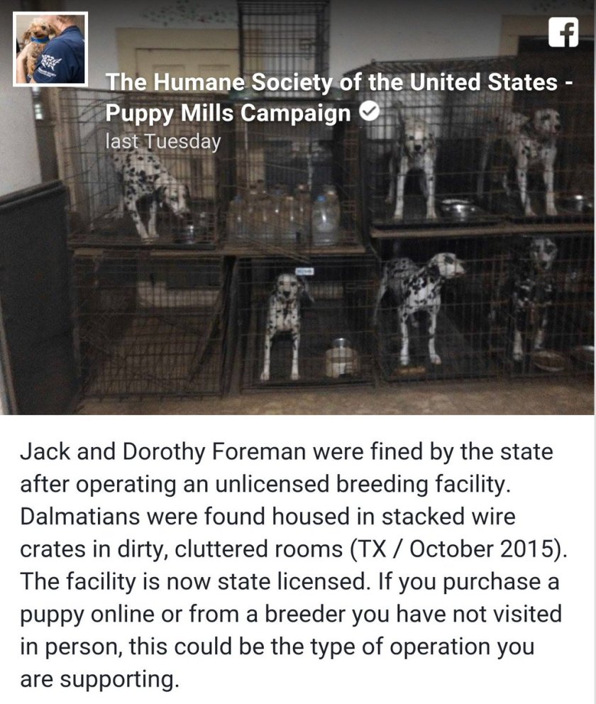 PUPPY MILL1