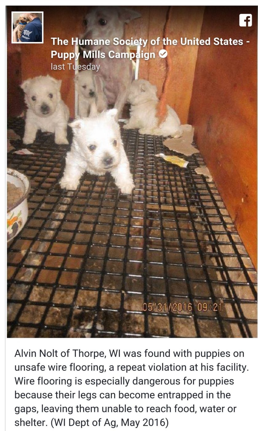 PUPPY MILL2