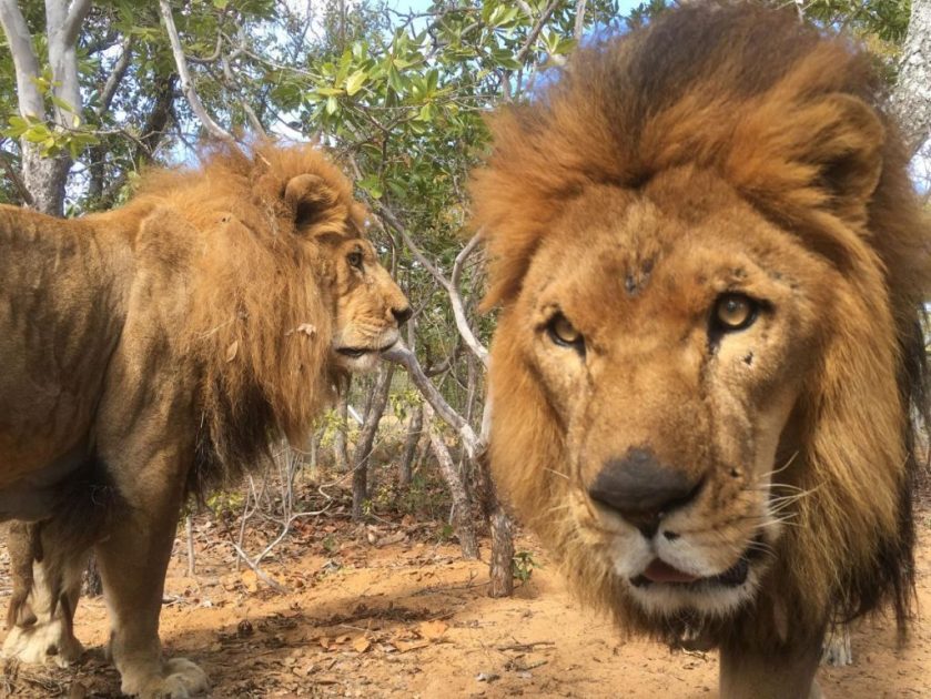 01-captive-lion-poaching.adapt_.1190.1