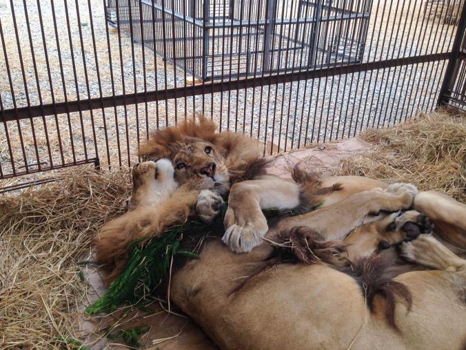 02-captive-lion-poaching.adapt.676.1