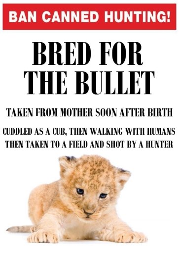 lions-poster-for-canned-hunting-10