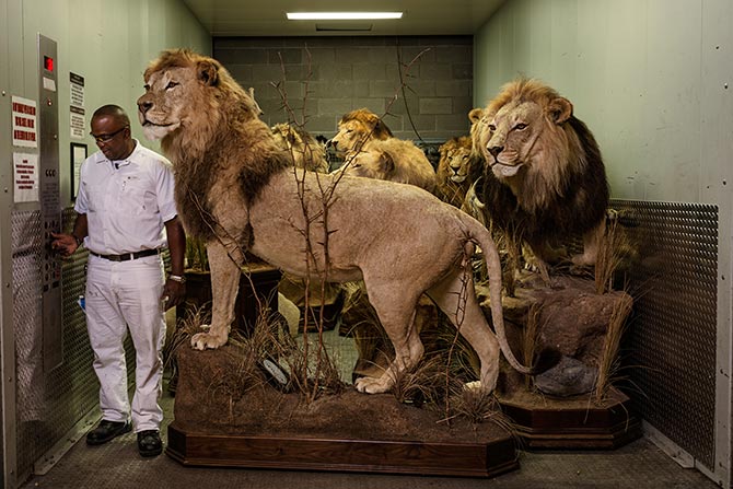 11-lions-elevator-670