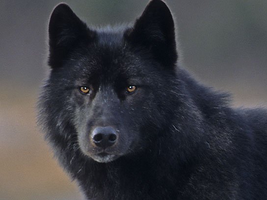 05-a-wolf-called-romeo-close-up-fsl