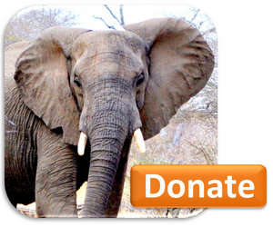 Donate-BUTTON-elephant-300x