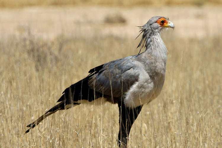 Scientists uncover widespread declines of raptors in Kenya