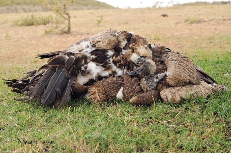 Scientists uncover widespread declines of raptors in Kenya